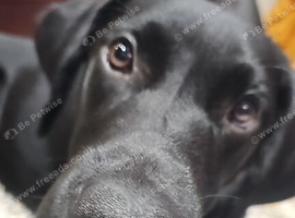 Beautiful labrador boy