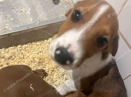 Dachshund x jack russell