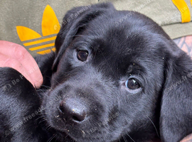 Gorgeous kc registered black Labrador girl