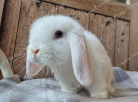 Mini lop baby boy
