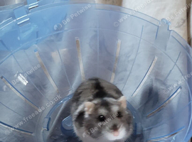 Winter white dwarf hamster