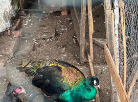 One beautiful green peacock