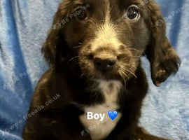 Adorable cocker spaniel puppies for sale