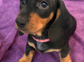 Standard Smooth black tan Dachshunds