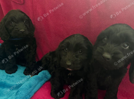 Beautiful cockapoo puppies