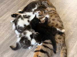 Bengal cross kittens