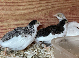 Chinese Painted Button quail