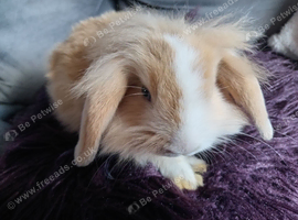 Baby mini lion lop bucks ready now