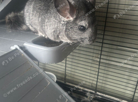 Two chinchillas grey female and white male