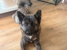 Beautiful friendly Akita