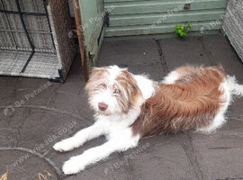 Bearded collie male