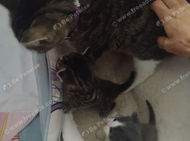 Female kitten grey and white