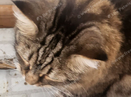 Female bengal x