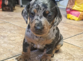 Miniature Dachshund