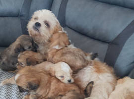 Lhasa apso