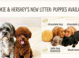 Quality true Toy Asian teddy bear brown ,tanned Maltipoo Puppies Just arrived