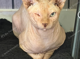 Unique Ginger Sphynx Cat &ndash; One-of-a-Kind Companion