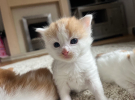 1 Ginger Tabby Queen Ready Now