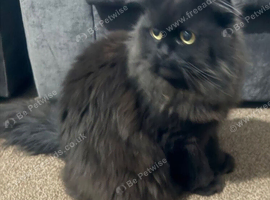 3 YEAR OLD CHOCOLATE PERSIAN X MAINE COON FOR SALE