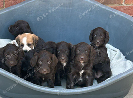 Beautiful cockapoo puppies &pound;950
