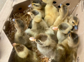 Day old Indian runner ducklings