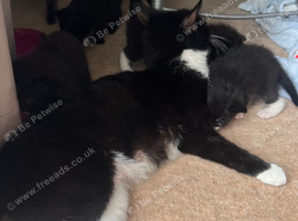 Kittens needing a new home