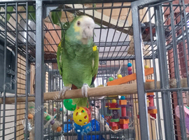 Amazon (barbadensis) and cage
