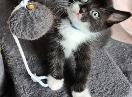 6 adorable kittens ready in 2 weeks