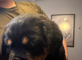 Got 2 Rottweiler pups