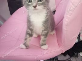 Adorable cat for sale