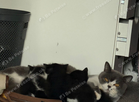 Pure breed bsh babies