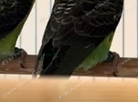 Black wing budgies