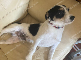 Jack Russell cross