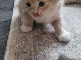 Stunning cream and white longhair kitten