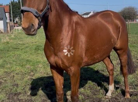 16.2hh chestnut mare by omarcos first foundation