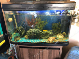 Large fish tank with all equipment