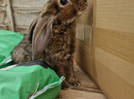 Beautiful blue eyed boy looking for his loving home x