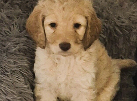 F1 Gorgeous Cokapoos Mother poodle (small to medium in size ) & Father cocker spaniel (small to medium size)