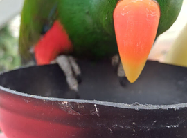 Eclectus