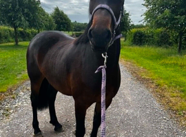 Maesmynach Bred 3yo Mare