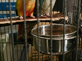 Bonded pair of green cheek conures