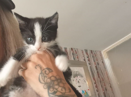 3 kittens for sale male and female
