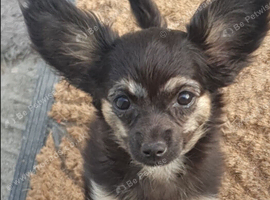 Looking for forever homes