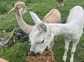 3 Beautiful Alpacas For Sale