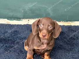 Minuture Chocolate/Tan Dachsund