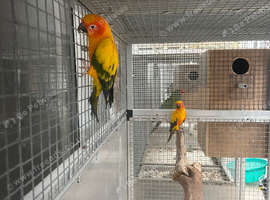 Sun conure