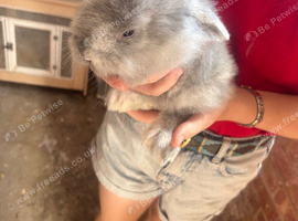 Lion head rabbits