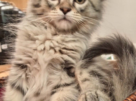 Girl half Maine con half Persian