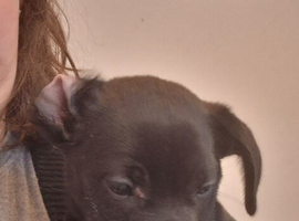 1 boy puppy left