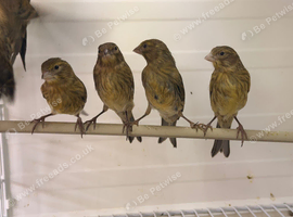 x7 this year canary&rsquo;s